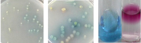 铜绿假单胞菌生长后菌落颜色形 态及绿脓菌素试验颜色反应