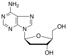 2&rsquo;-Deoxy-&beta;-L-adenosine