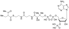 2-Ethyl-3-oxobutyryl Coenzyme A