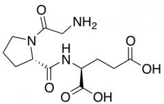 Gly-Pro-Glu